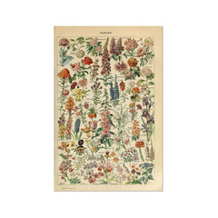 Affiche de fleurs sauvages