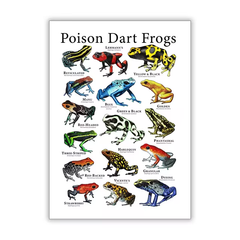 Vintages Frosch-Poster