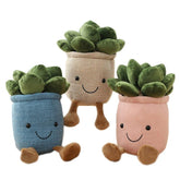 Peluches succulentes en pot