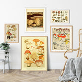 Affiches sur toile vintage de champignons