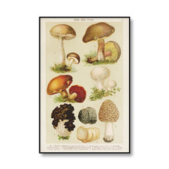Affiches sur toile vintage de champignons