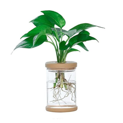 Clear Hydroponic Plant Pot