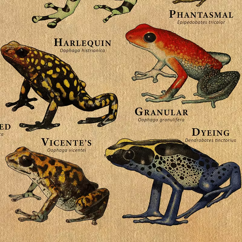 Vintage Frog Poster