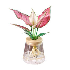 Clear Hydroponic Plant Pot