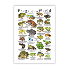 Vintage Frog Poster