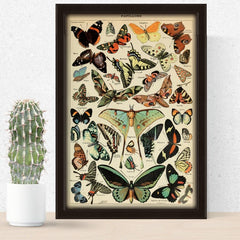 Aesthetic Butterflies Poster