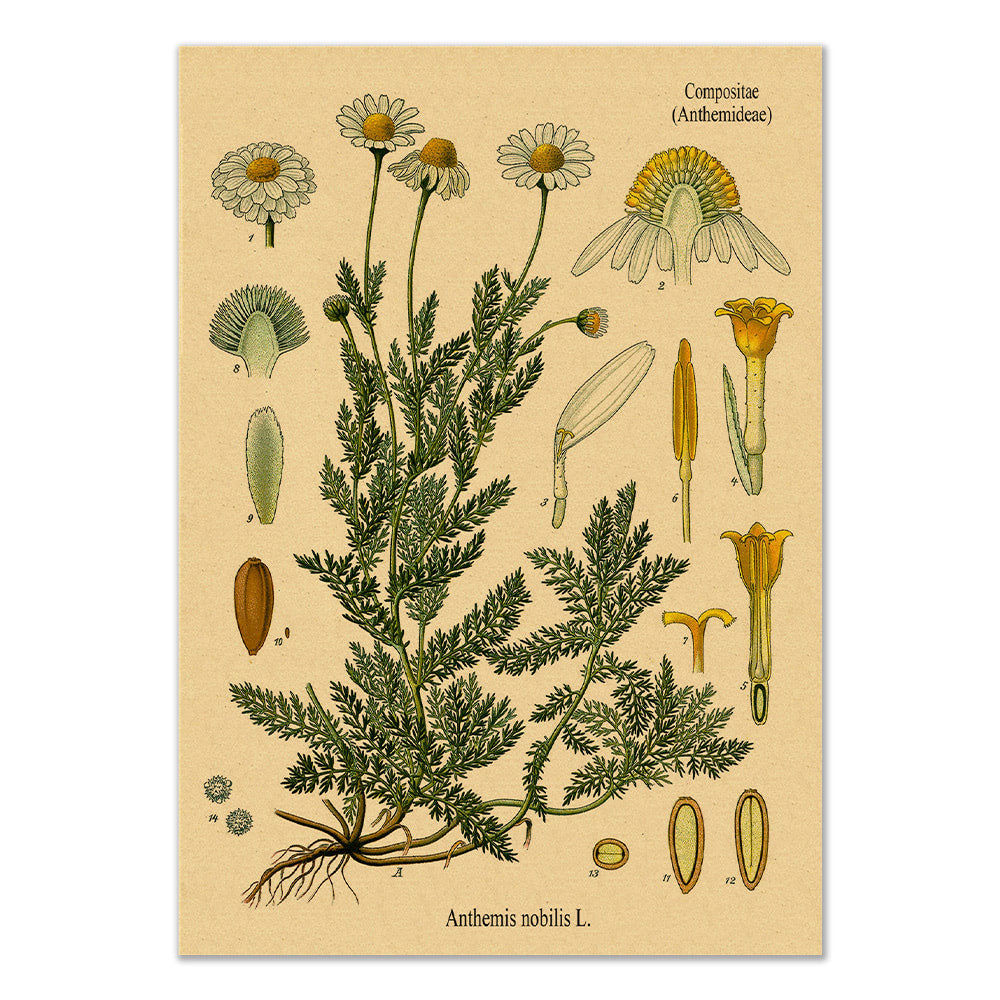 Chamomile Kraft Paper Poster