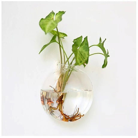 Glass Wall Hanging Flower Vase