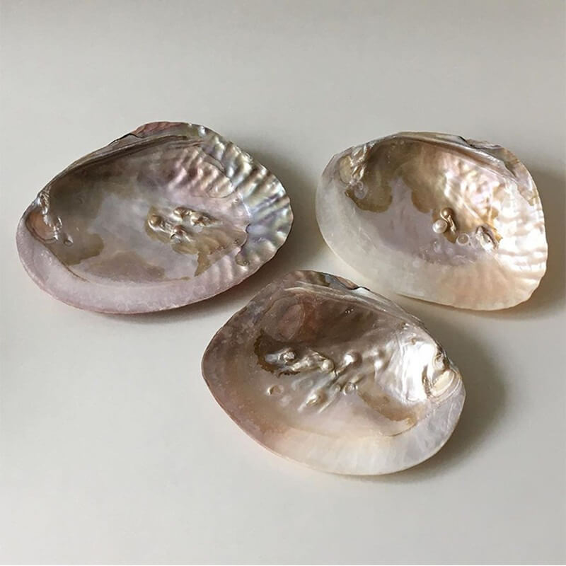 Natural Seashell Jewelry Tray