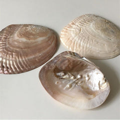 Natural Seashell Jewelry Tray