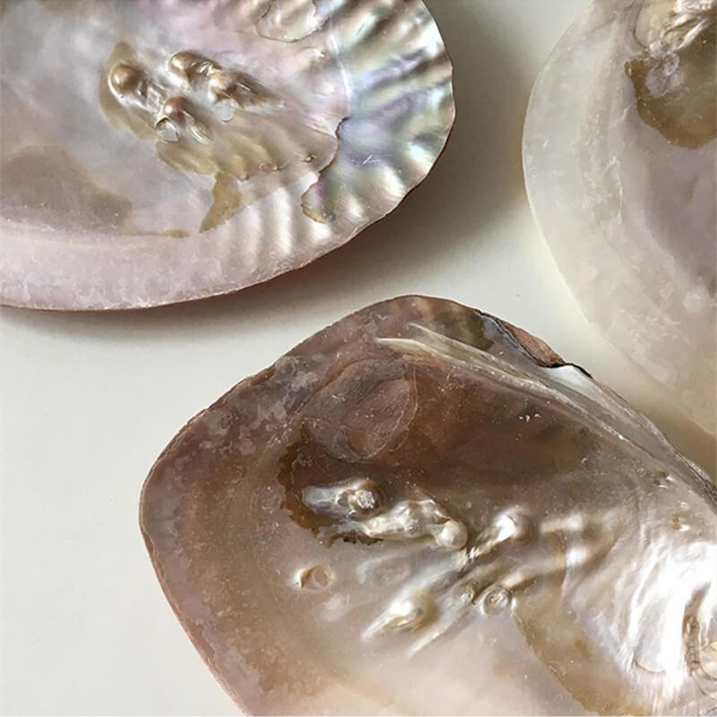 Natural Seashell Jewelry Tray