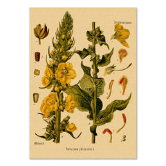 Orange Mullein Kraft Paper Poster