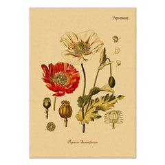 Poppy Flower Kraft Paper Poster