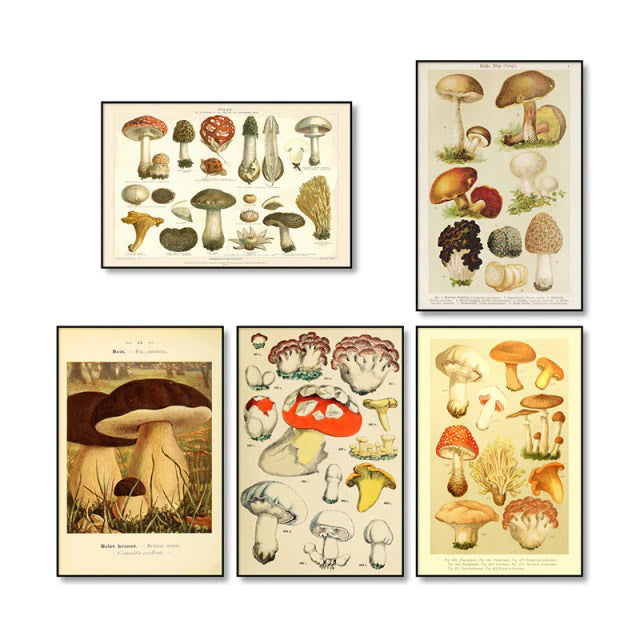 Vintage Mushrooms Canvas Posters